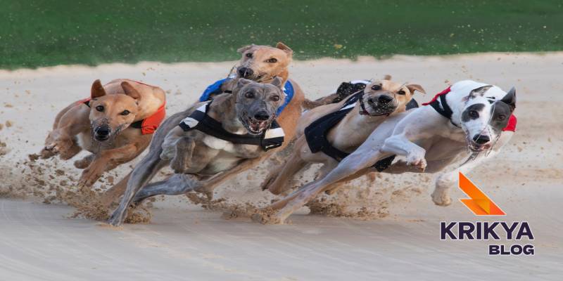 Greyhound Racing Betting Markets And Rule Settlement 1 How Greyhound Racing Events Are Structured