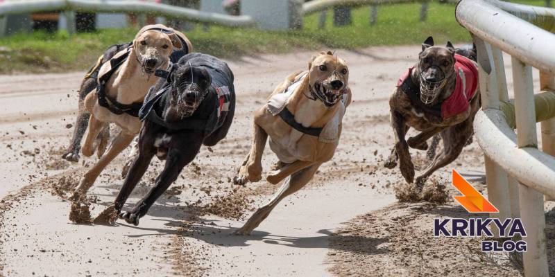 Greyhound Racing Betting Markets And Rule Settlement 3 Non-Runners, Withdrawals, And Trap Changes