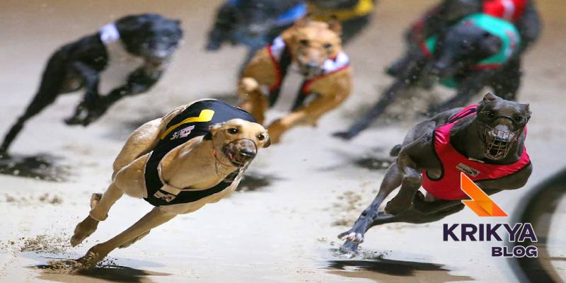 Greyhound Racing Betting Markets And Rule Settlement 4 Odds Formats, Pools, And Price Presentation